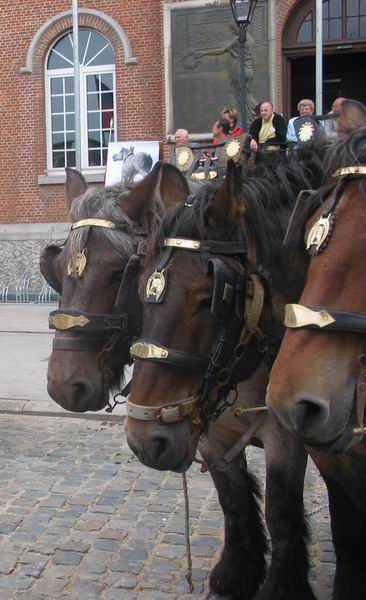 Brabantse trekpaarden in Lennik (10 jaar Prins)